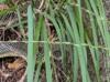 Chasmanthium laxum